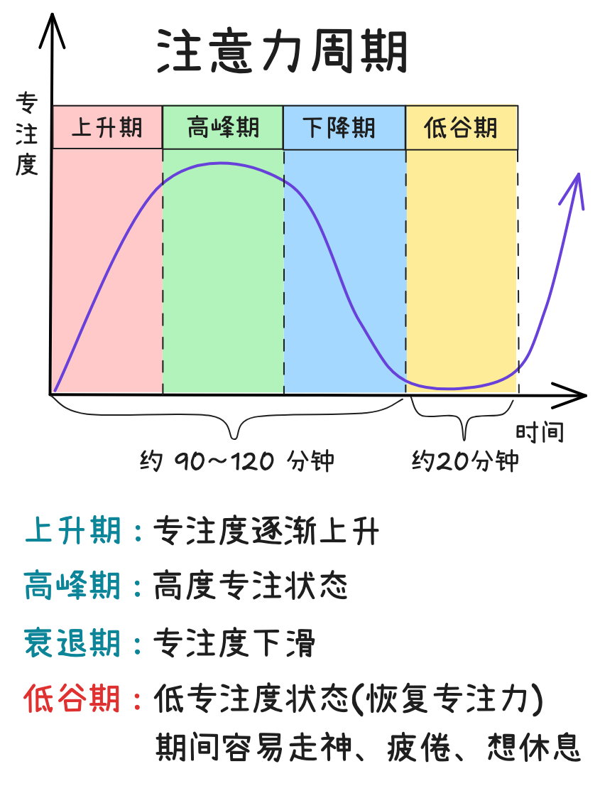 注意力周期